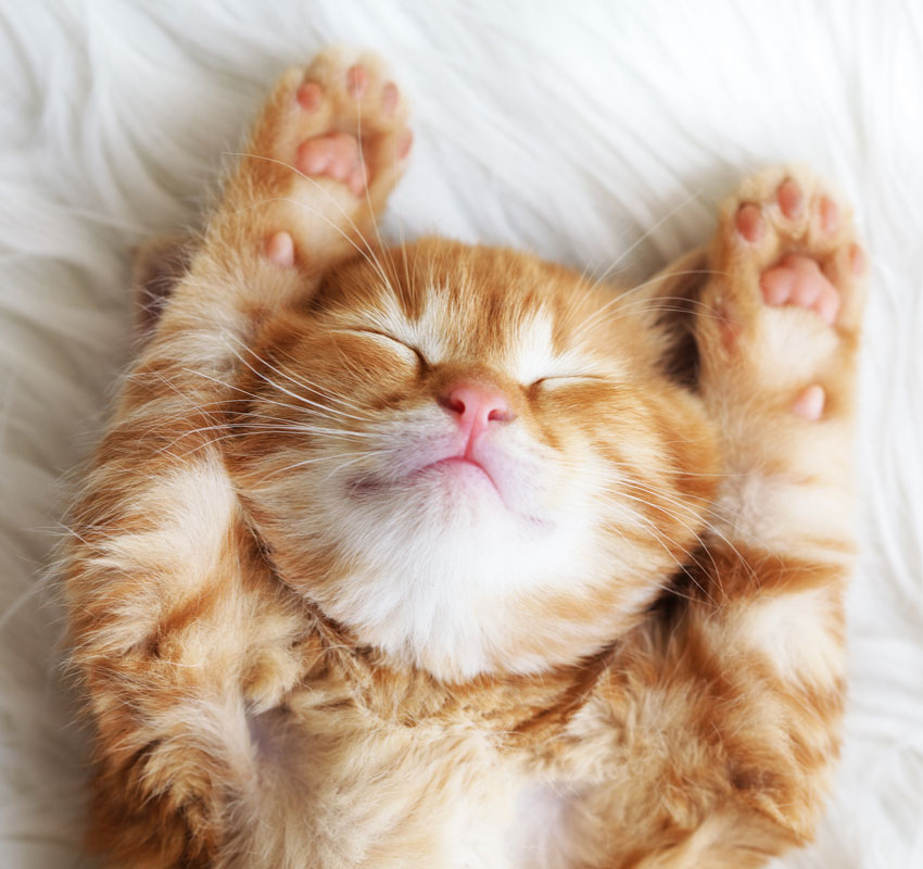 Image of a cat sleeping on a bed.