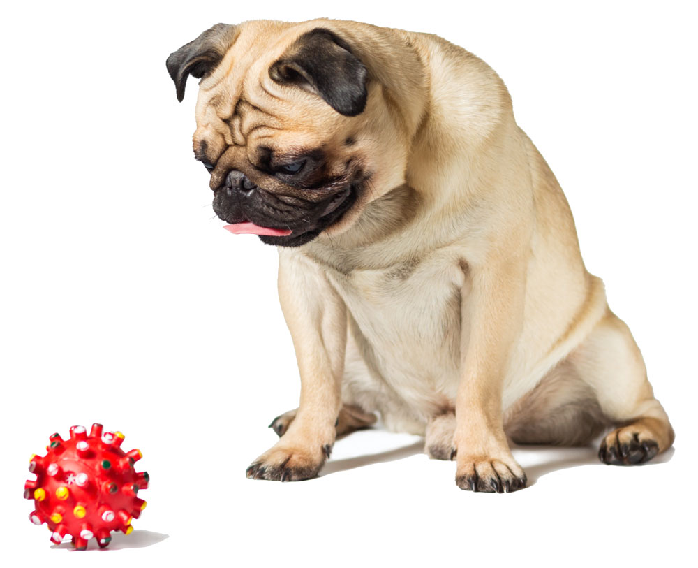 male pug dog isolated on white with red ball toy