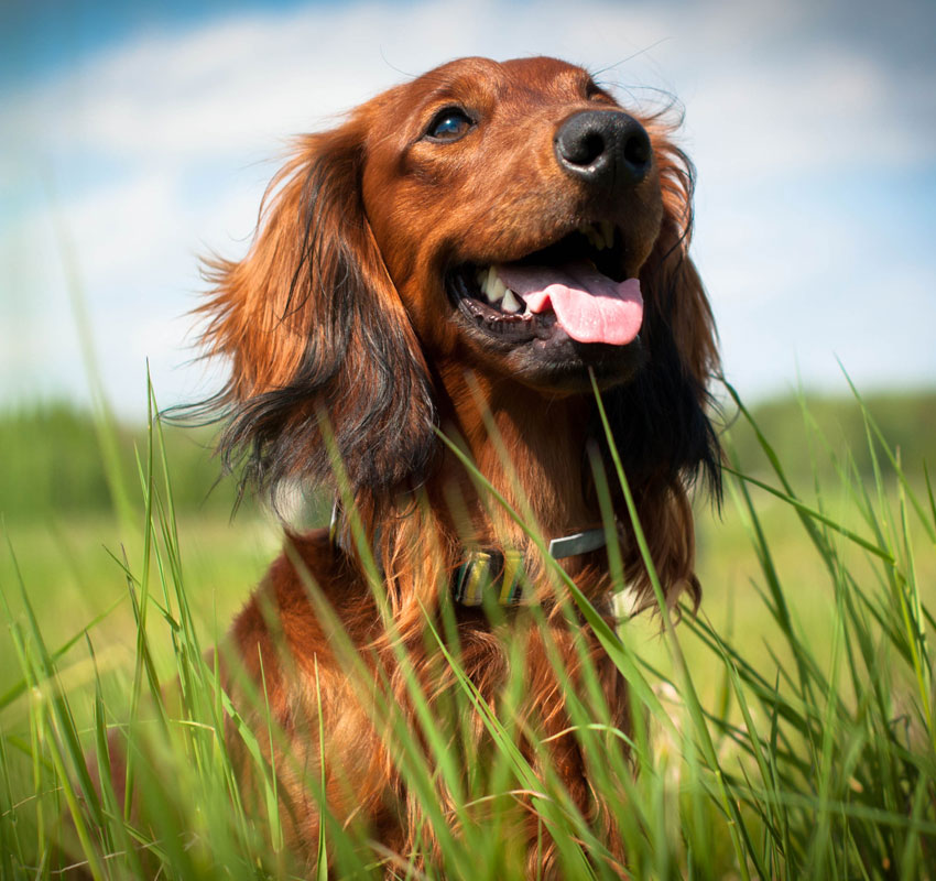 Image of a dog happily sitting in a field.